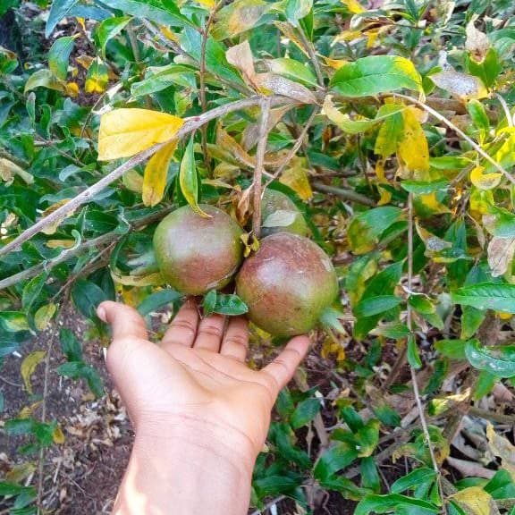 Pomegranate Seeds seedlings