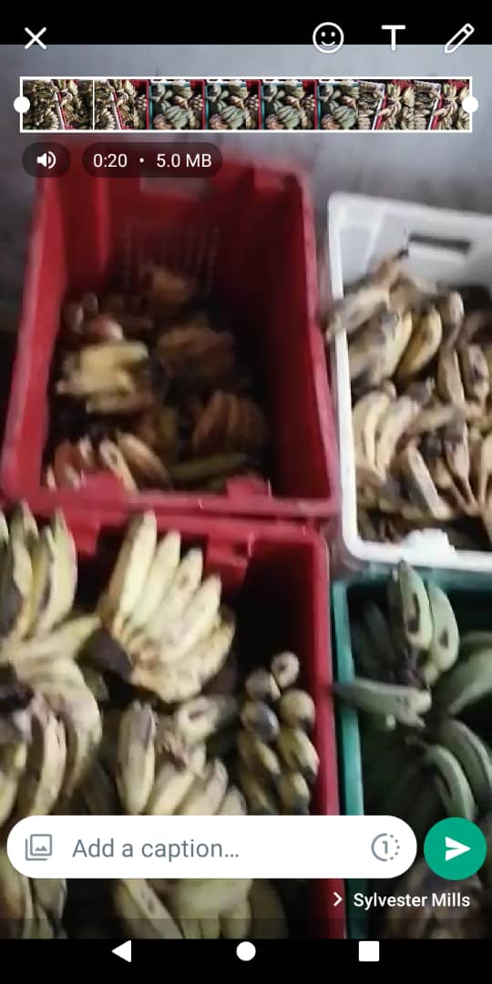 Banana For whole sale 200 cedis per sack