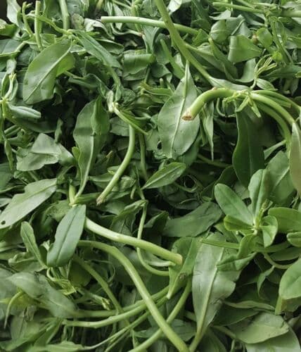 FRESH NIGERIAN WATERLEAF - 2 Bunches