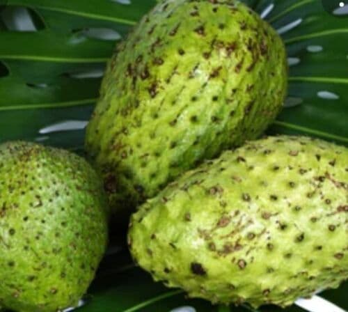 Fresh Soursop (Graviola) Γ2 β Organic Exotic Fruit | African Fruit UK | Natural Immune Booster