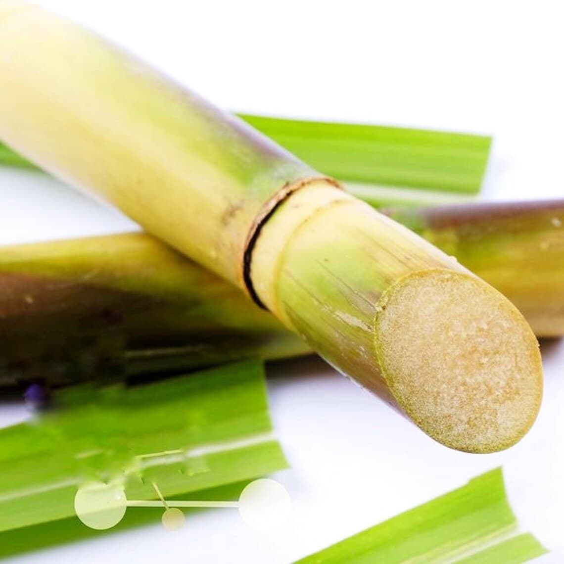 Fresh 100% Organic Sugarcane from the Ashanti Tribe of West Africa, Sweet Juicy Cane.