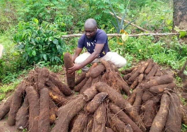 Fresh Nutritious Tubers of Yam from Ghana, West Africa