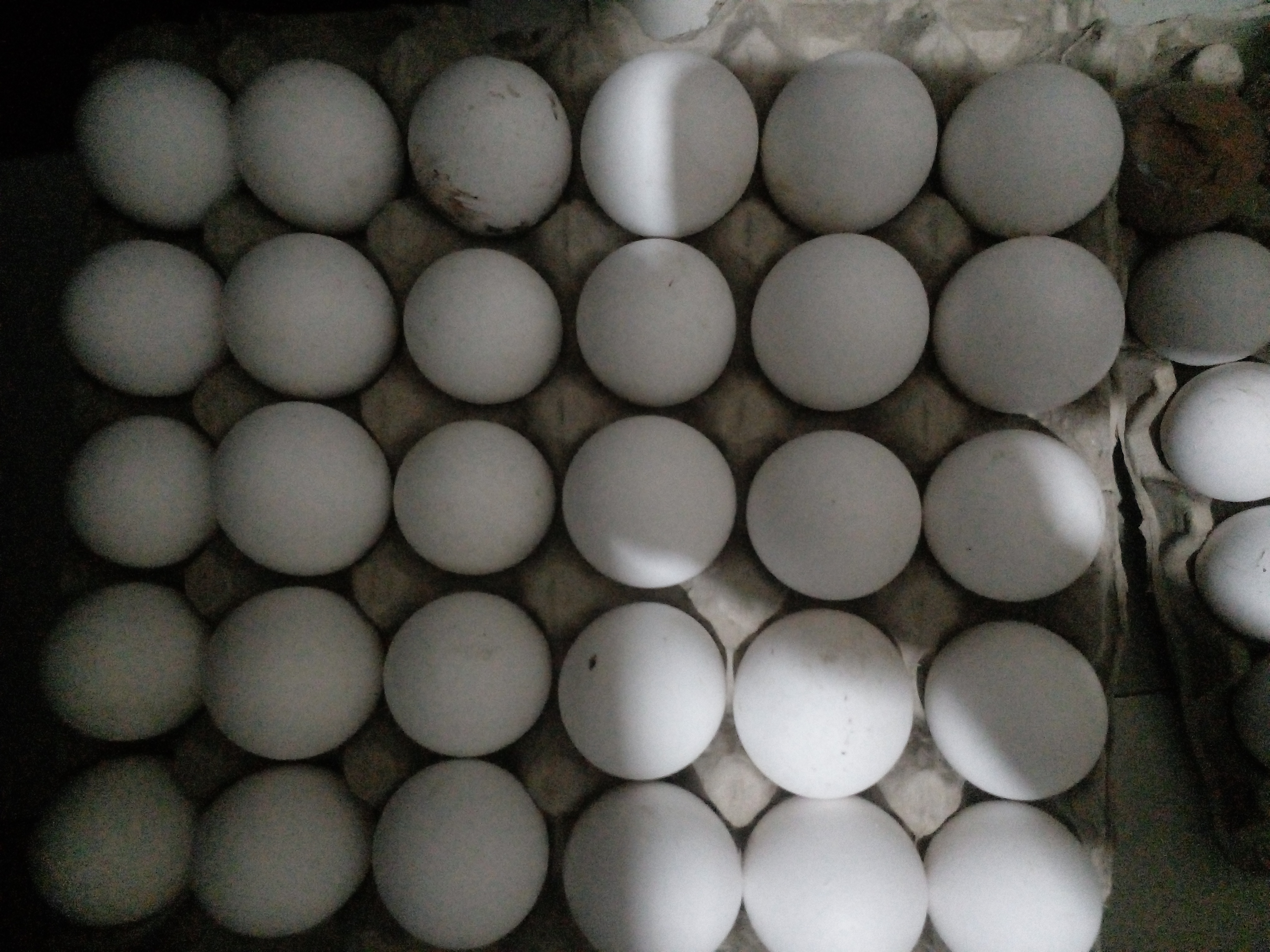 Chicken eggs fresh paultry eggs