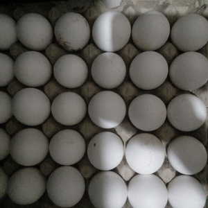 Chicken Eggs Fresh Paultry Eggs